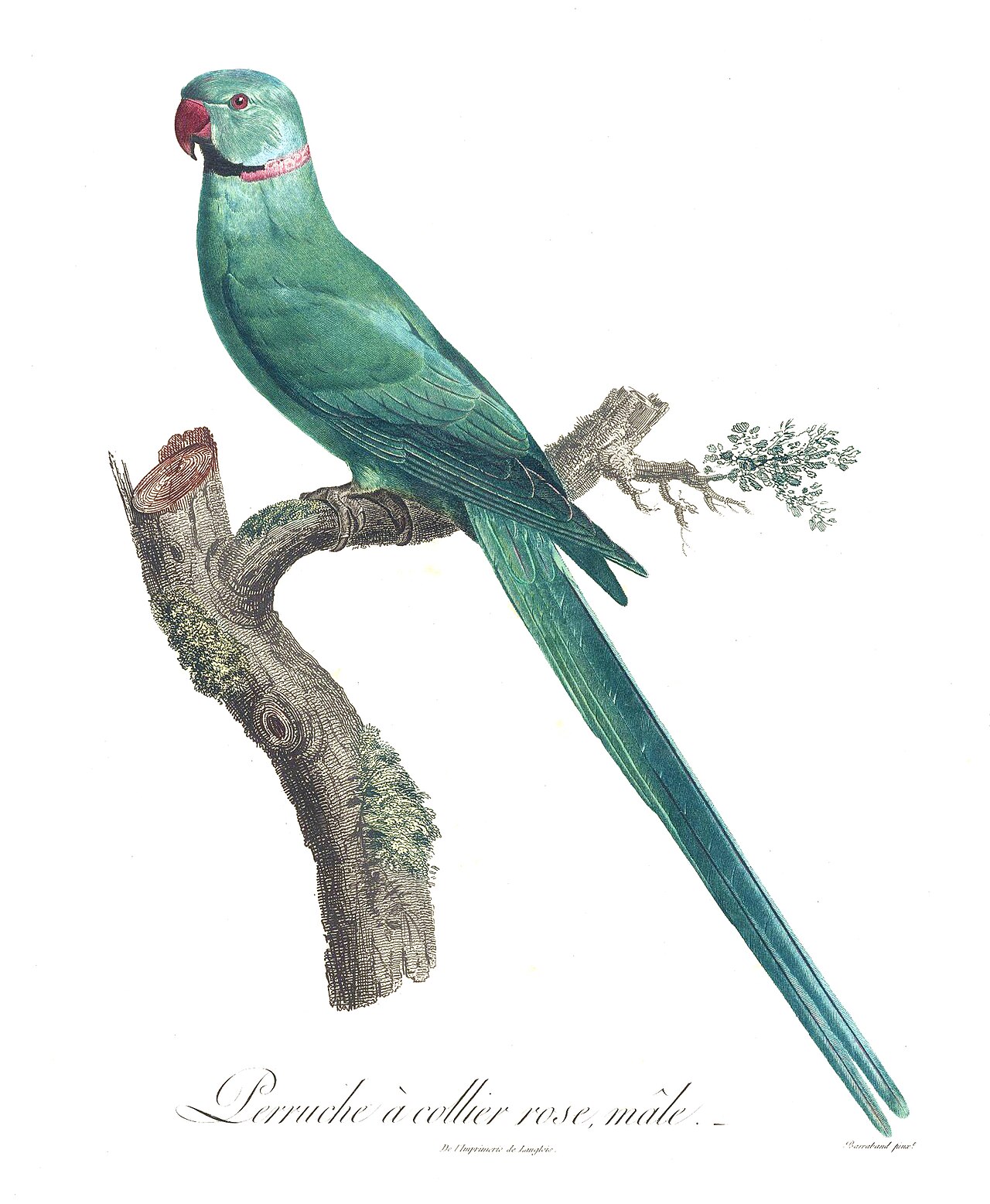 Historical natural history plate of a rose-ringed parakeet
